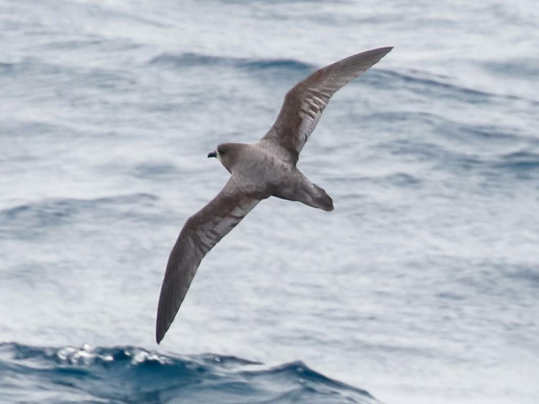 Murphy's Petrel - Skye Haas.jpg