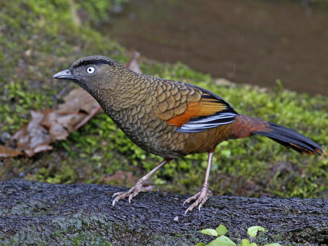 blue winged laughingthrush - david fisher.jpg