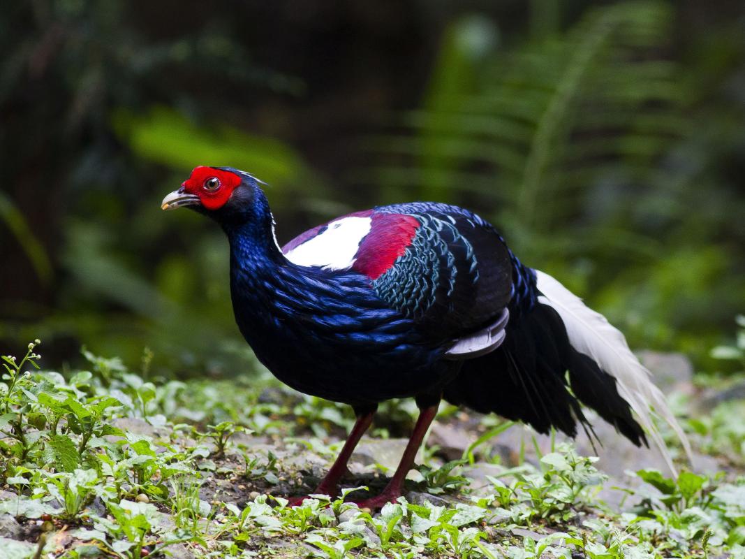 swinhoe's pheasant.jpg