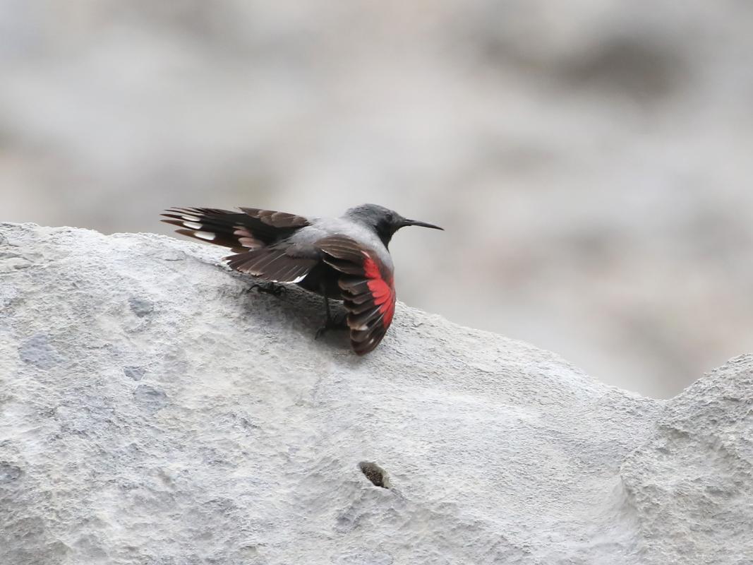 wallcreeper - santi villa.jpg