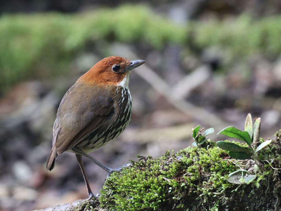 chestnut-crowned antpitta - fabrice schmitt.jpg