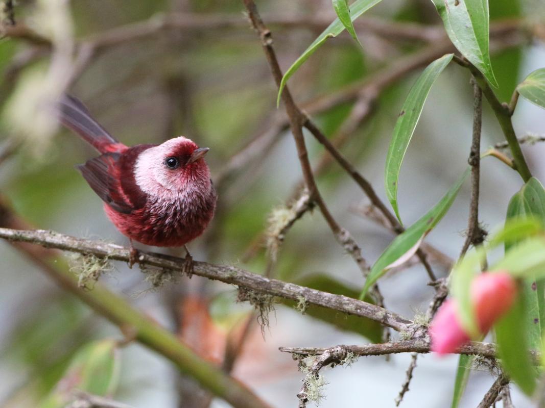  Pink-headed Warbler