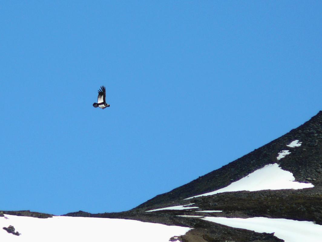 andean condor - david fisher.jpg