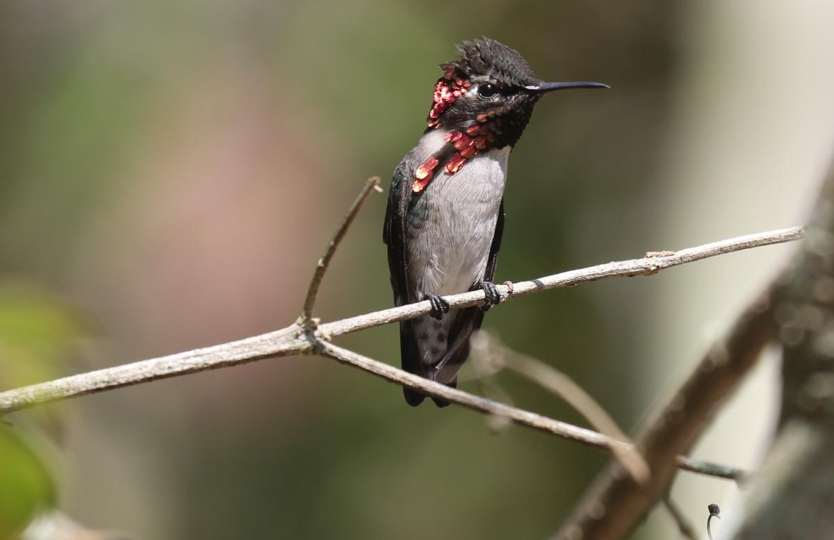  Bee Hummingbird, the world&#039;s smallest bird and a Cuban endemic.