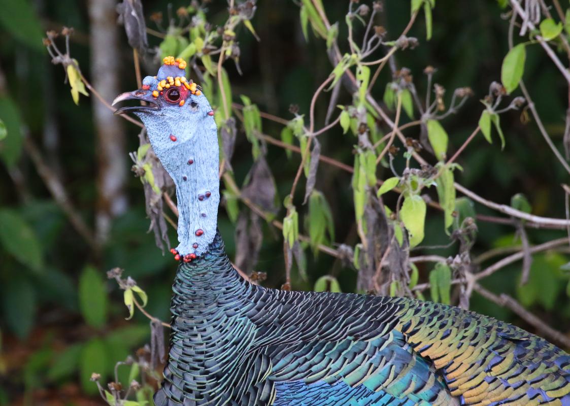 Ocellated Turkey.jpg