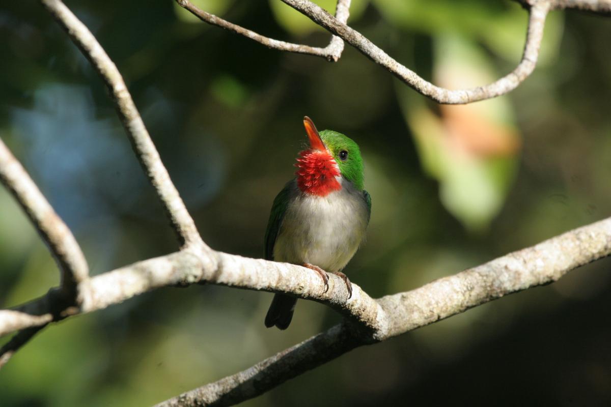  Puerto Rican Tody is a charming endemic.