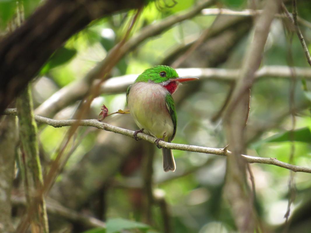 Broad-billed Tody.jpg