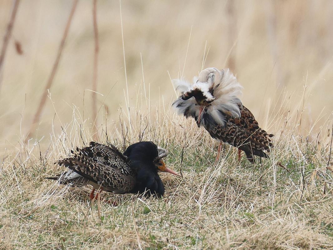  Two of many displaying ruffs seen on our recent tour.