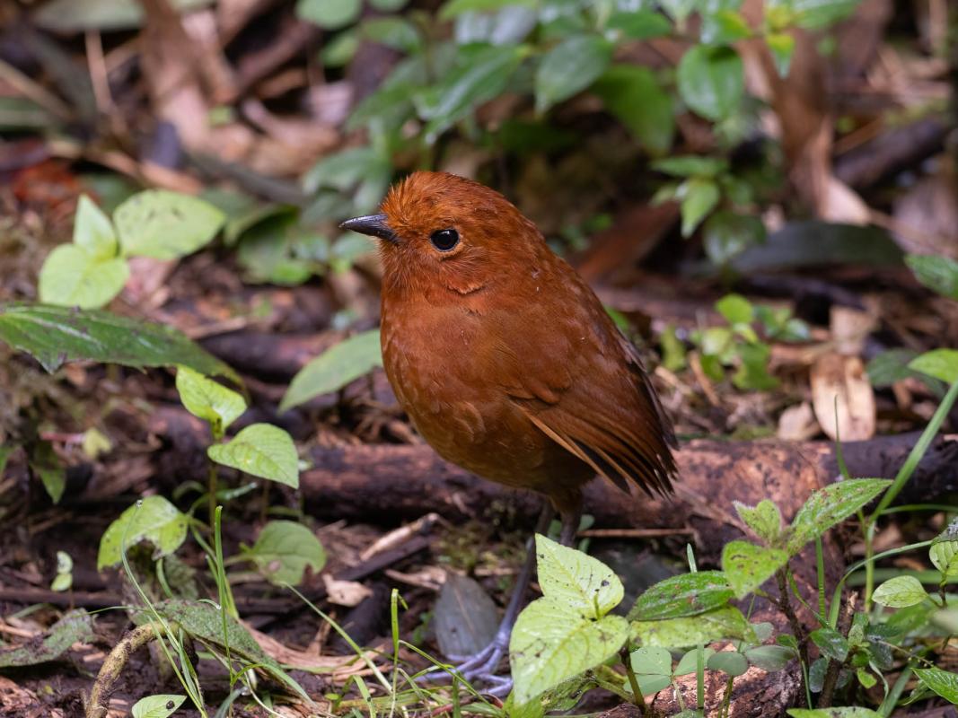 chami antpitta - scott olmstead.jpg