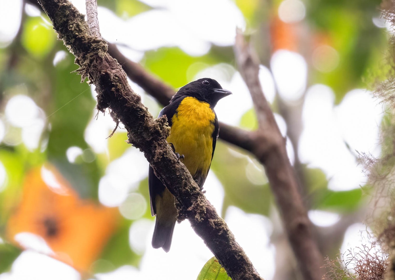 black and gold tanager - scott olmstead.jpg