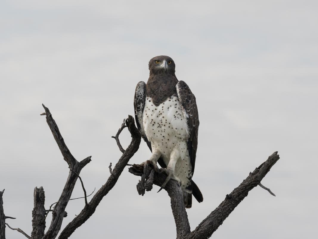  Martial Eagle