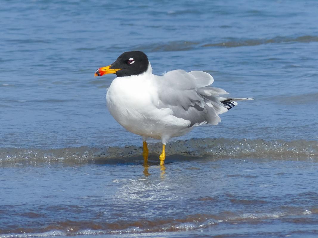 Pallas's Gull - Stephen Menzie.jpg