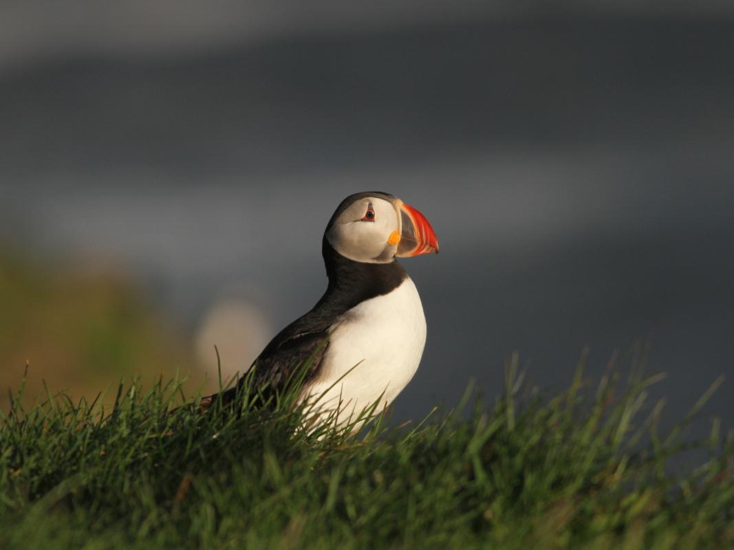 Atlantic Puffin.jpg