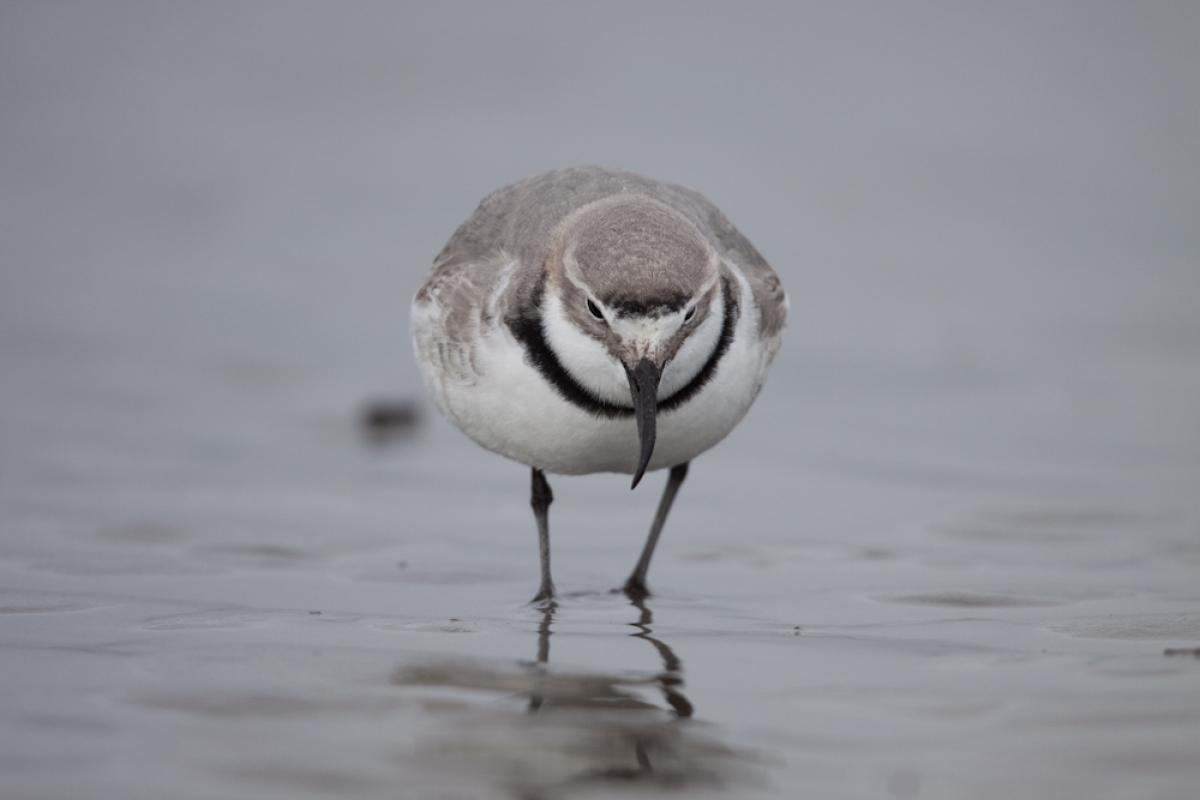  Wrybill is a fascinating New Zealand endemic.