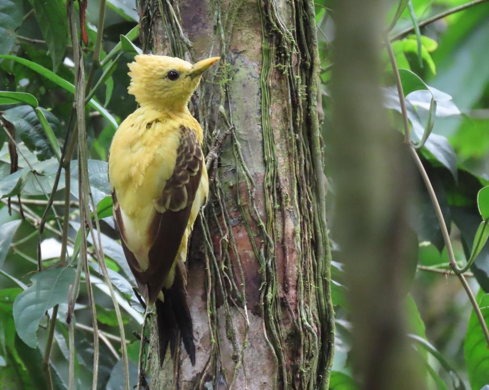 Cream-colored Woodpecker - Peru Rainforests - Hoyer.jpg