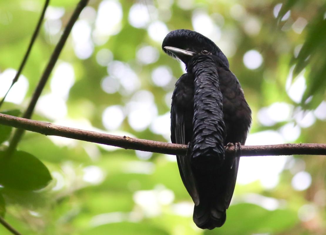 Long-wattled Umbrellabird - Ecuador South -  Hoyer.jpg