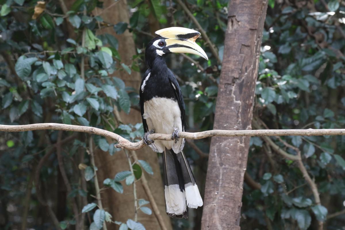 Oriental Pied-Hornbill - Central Thailand - WINGS.jpg