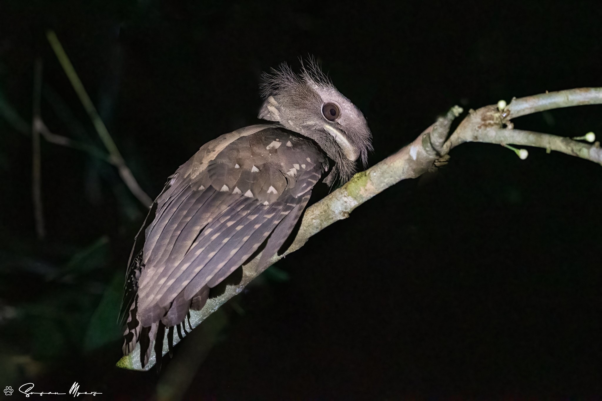 Dulit Frogmouth - Borneo Sarawak - Myers.jpg