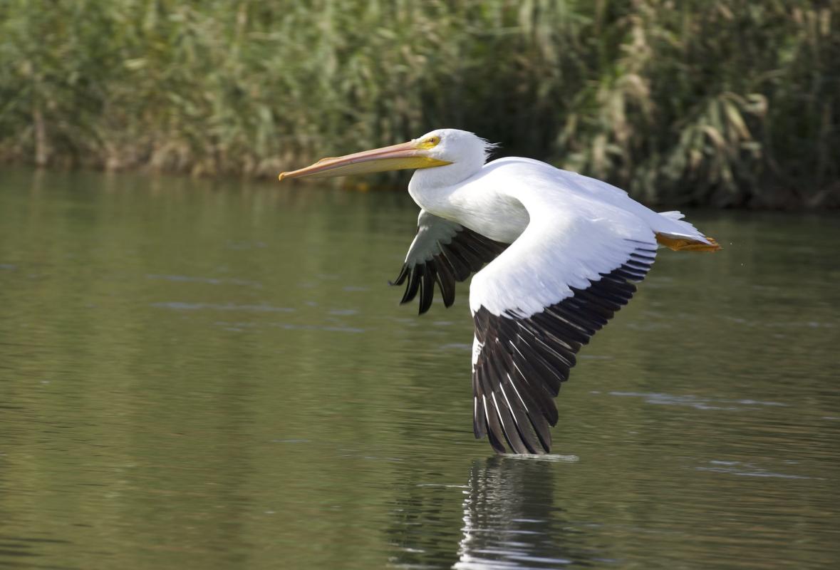 American White Pelican 2 - Texas Winter - Mohlmann.jpg