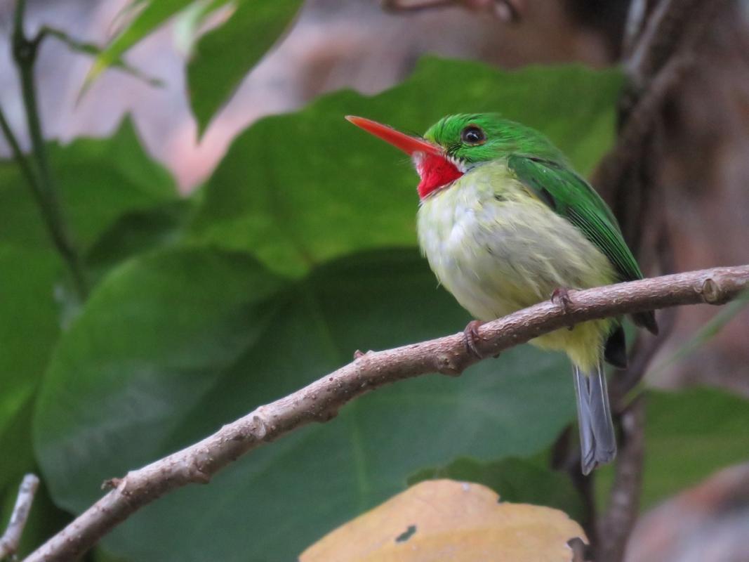 Jamaican Tody - Jamaica - Hoyer.png