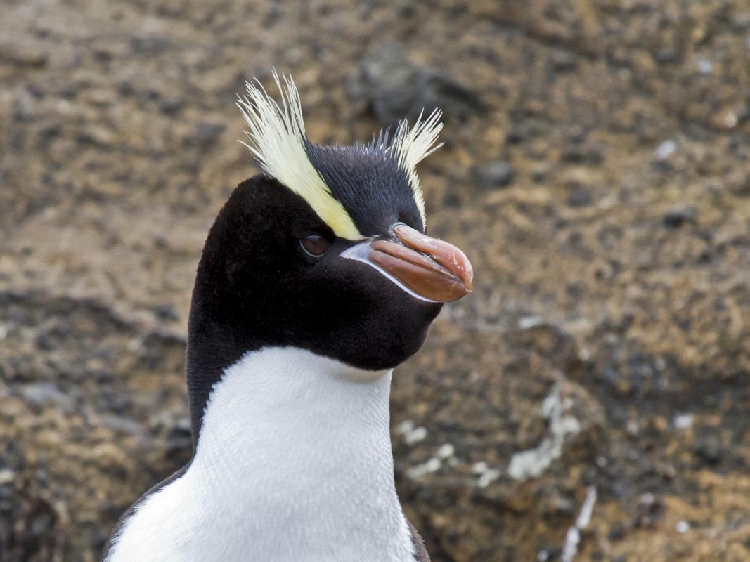 Erect-crested Penguin - Subantarctic cruise - Howell 1.jpg