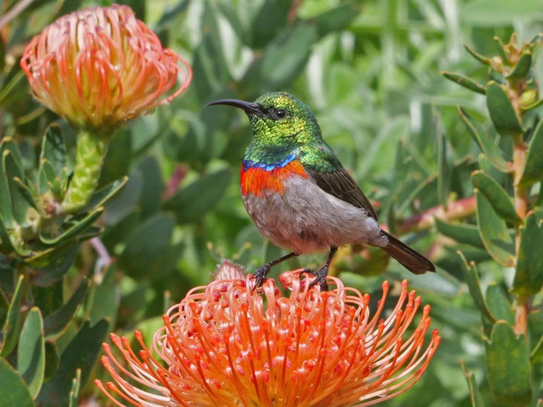 Lesser Double-collared Sunbird.jpg