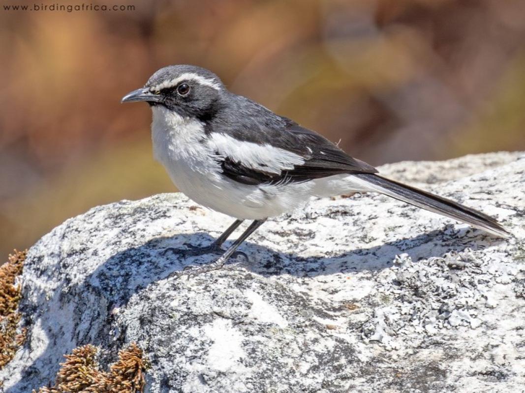 key Angola Cave Chat.jpg