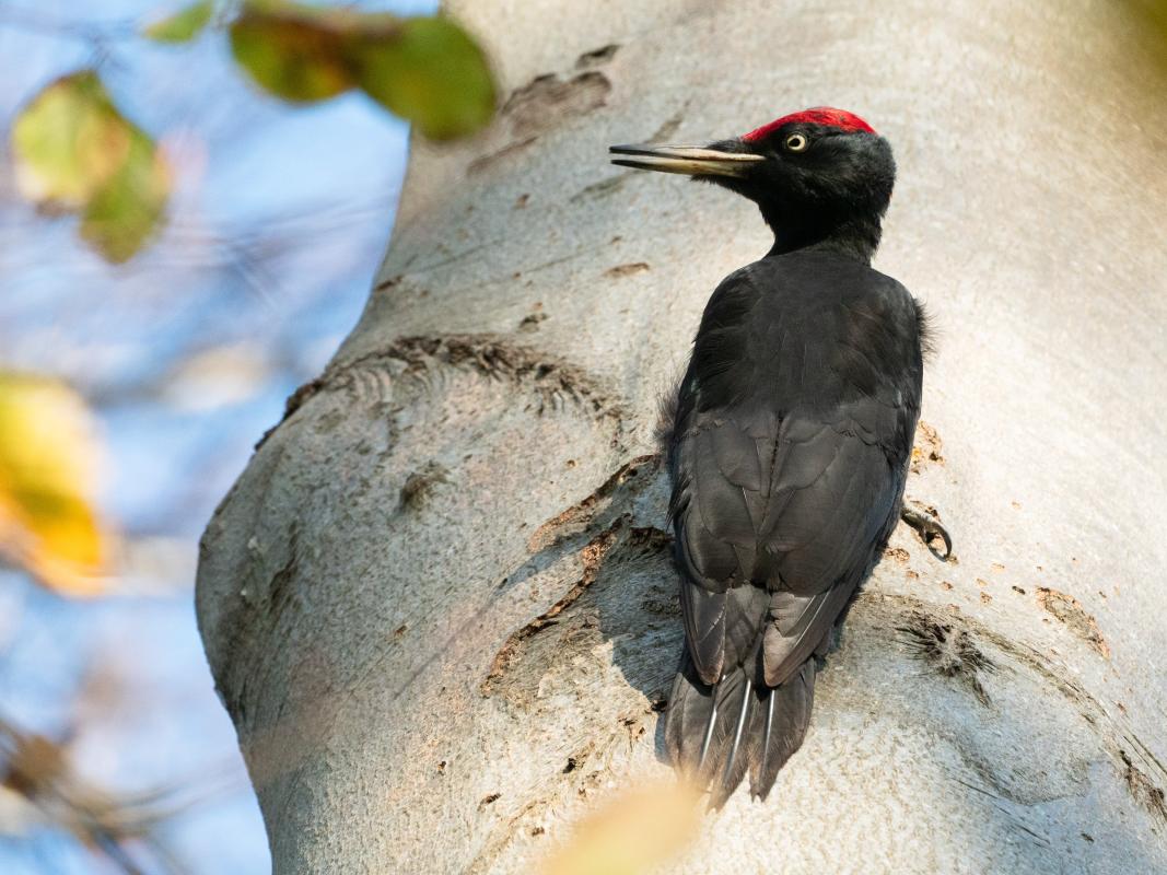 Black woodpecker - Stephen Menzie.jpg