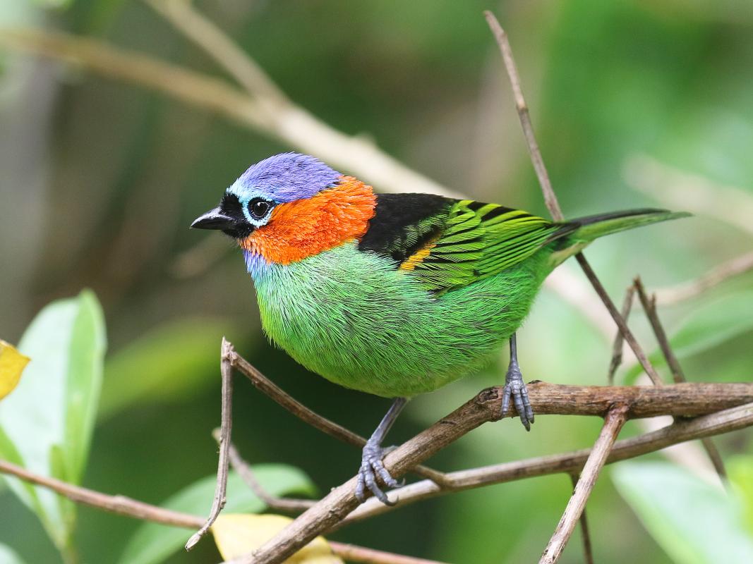 Red-necked Tanager_SerraBonita_Br_7nov2017_FSchmitt (8).JPG