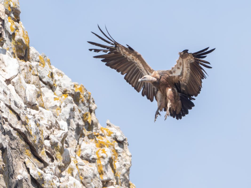 Eurasian Griffon Vulture