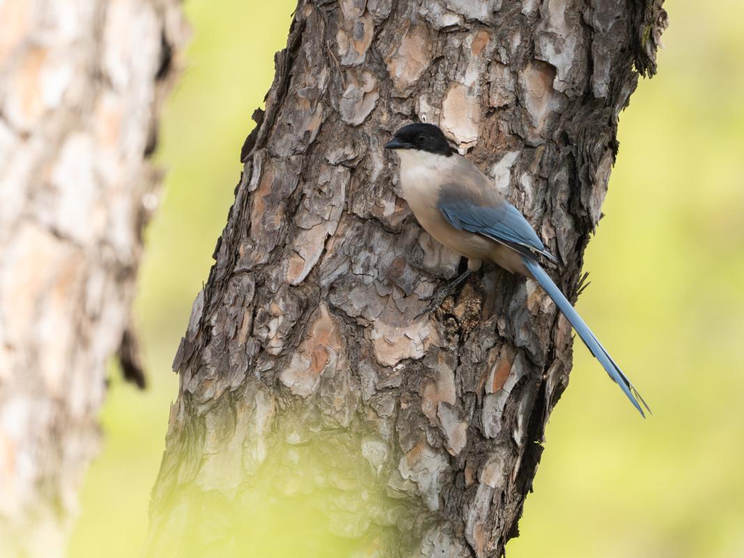 Iberian Magpie