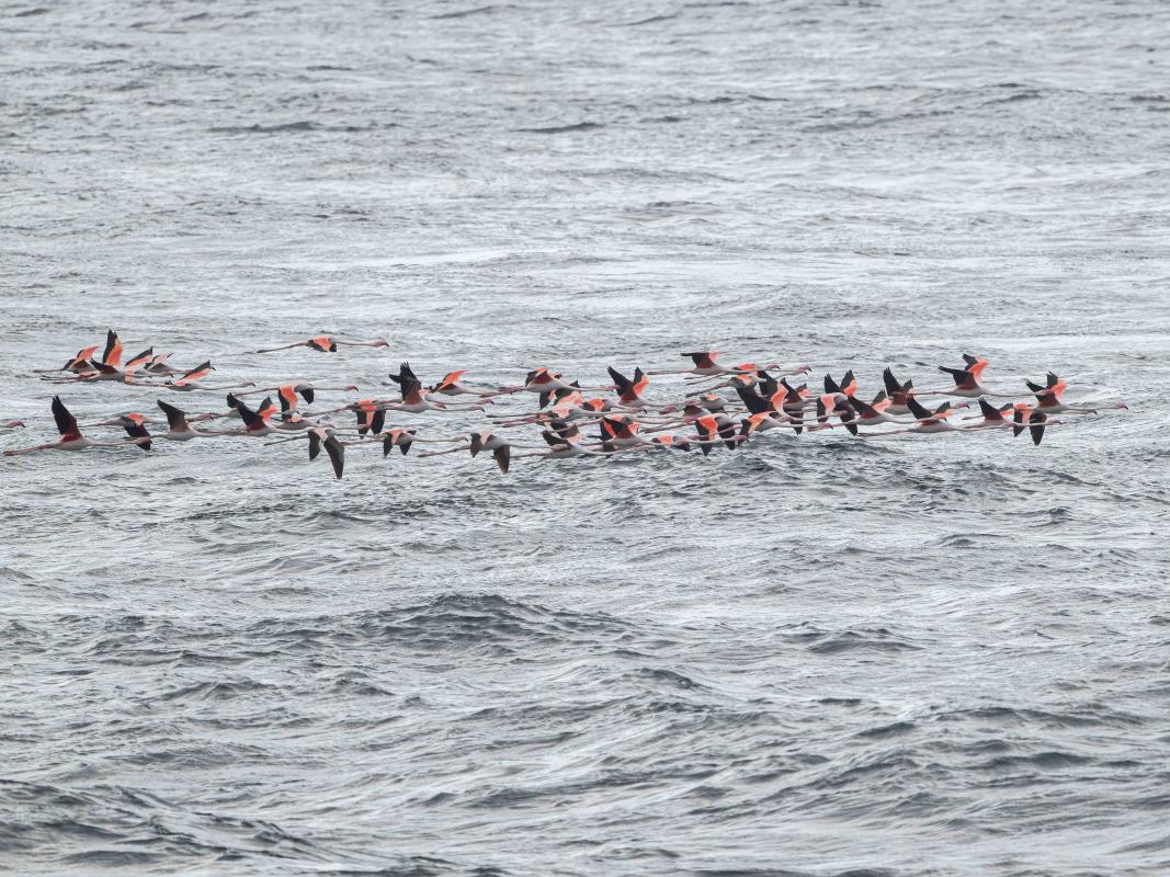 Greater Flamingo