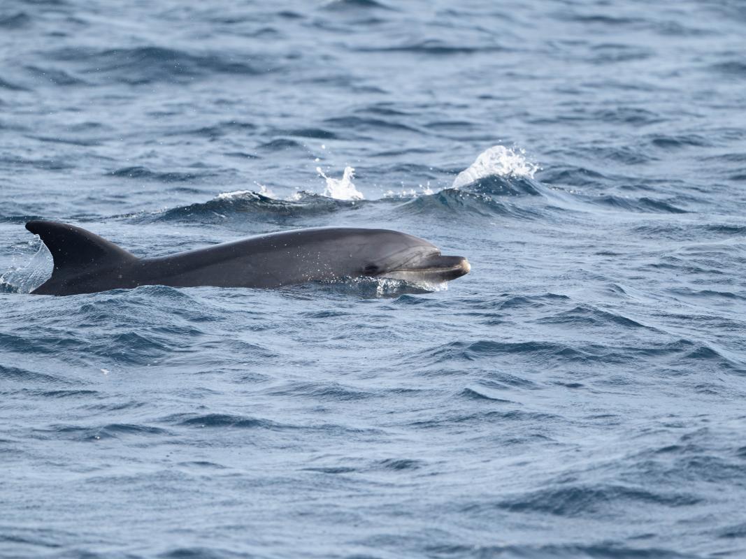 Bottlenose Dolphin