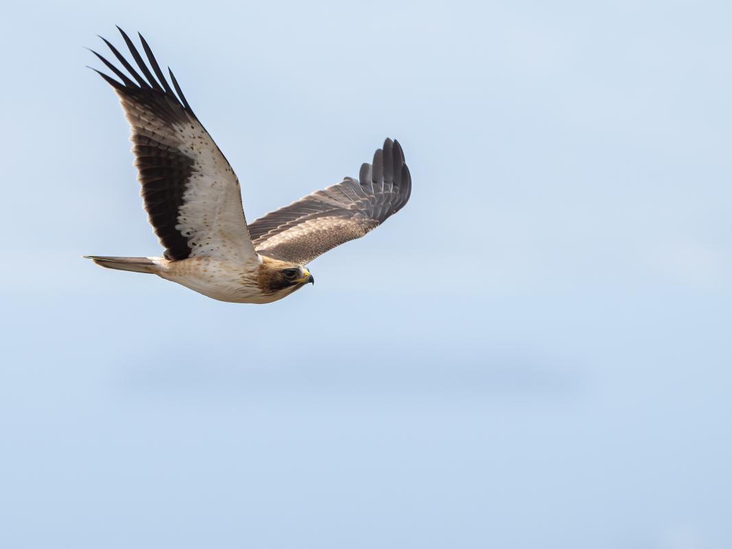 Booted Eagle