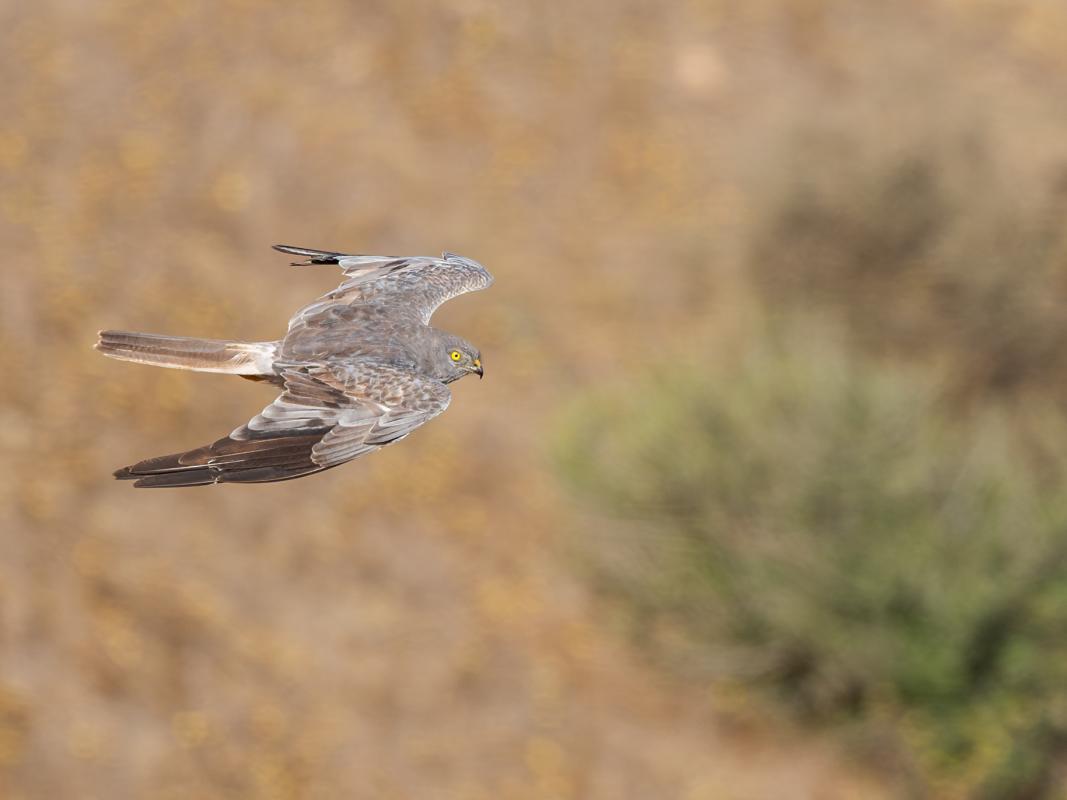 Montagu's Harrier