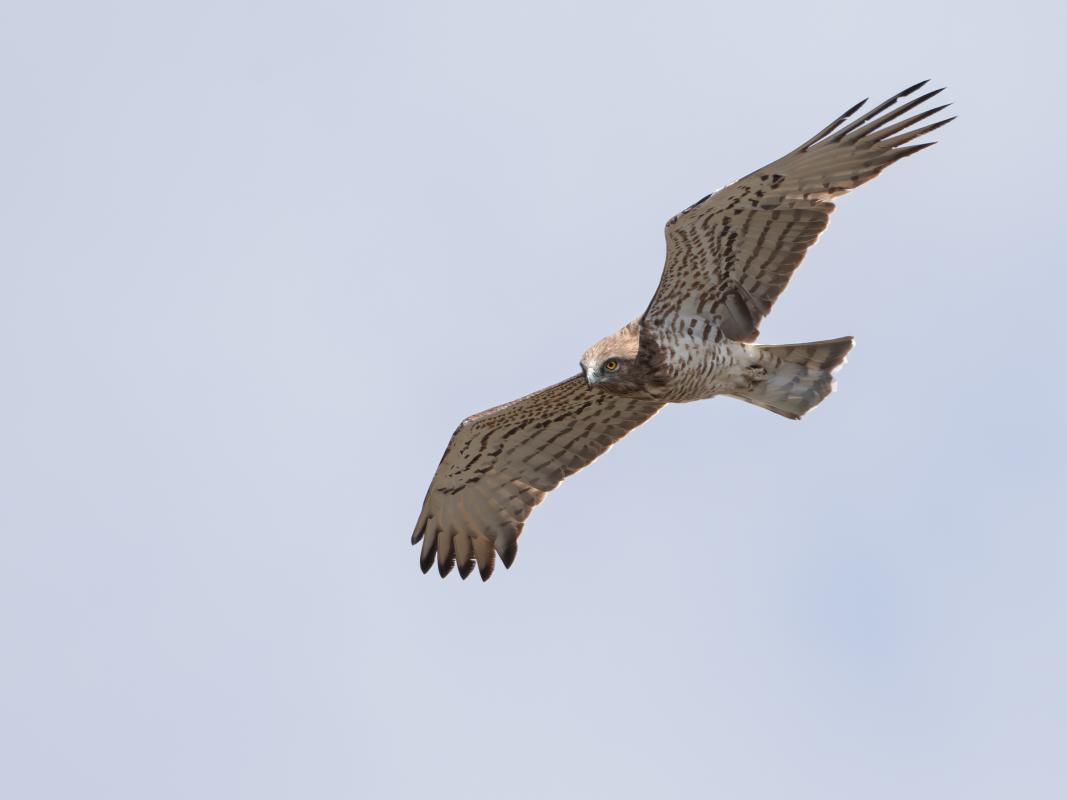 Short-toed Snake-Eagle