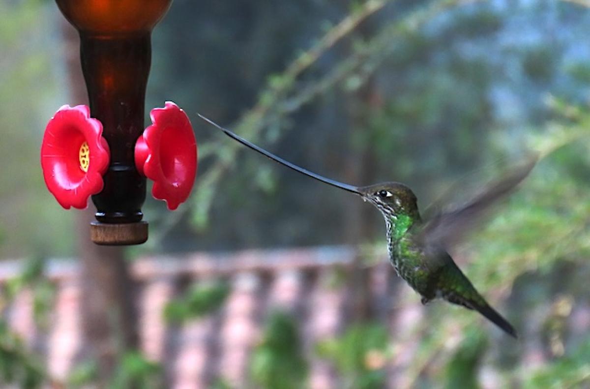 Sword-billed Hummingbird