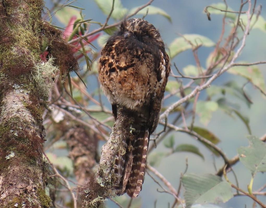 Andean Potoo