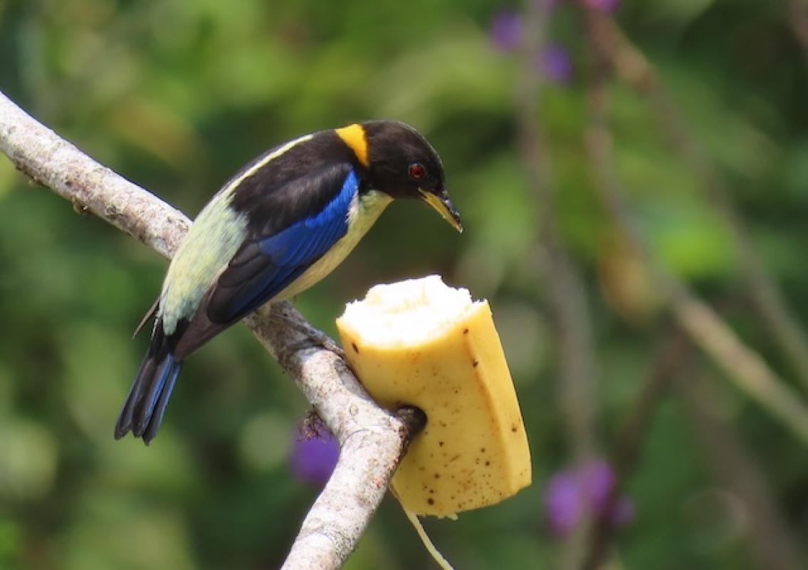 Golden-collared Honeycreeper