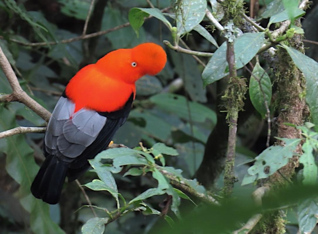 Andean Cock-of-the-rock