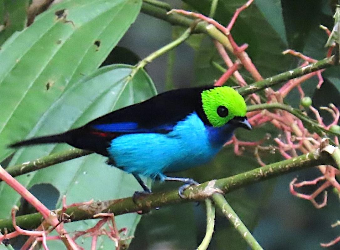 Paradise Tanager