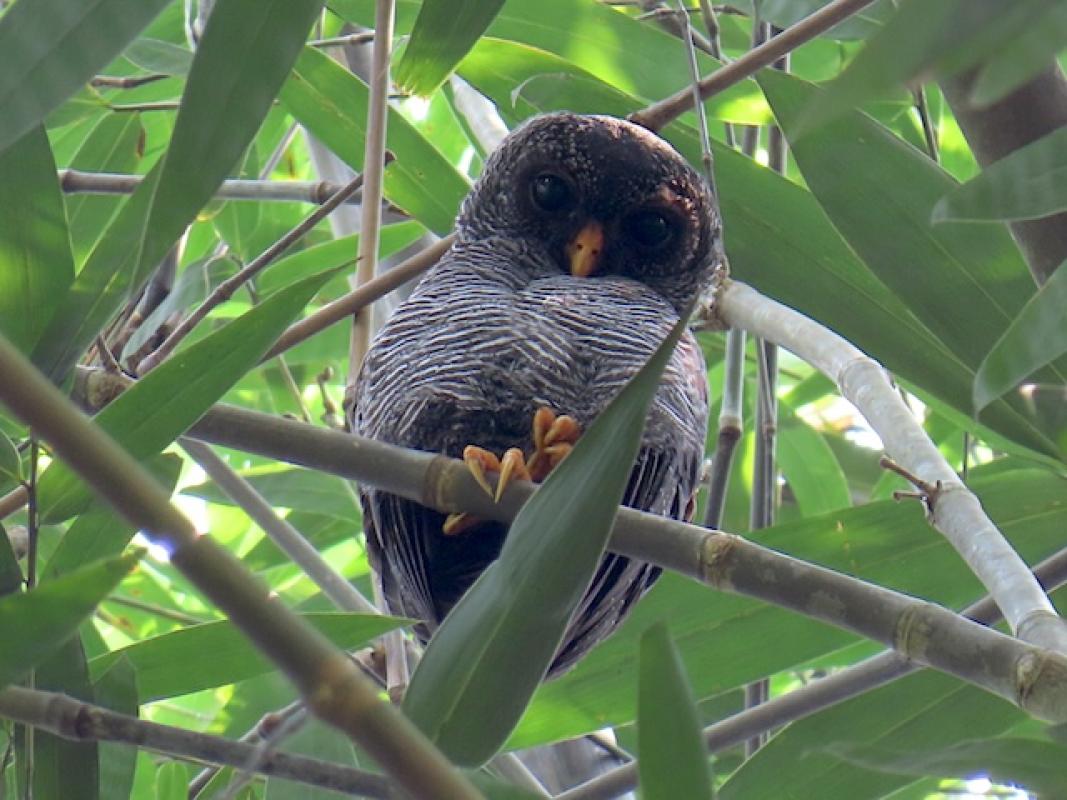 Black-banded Owl