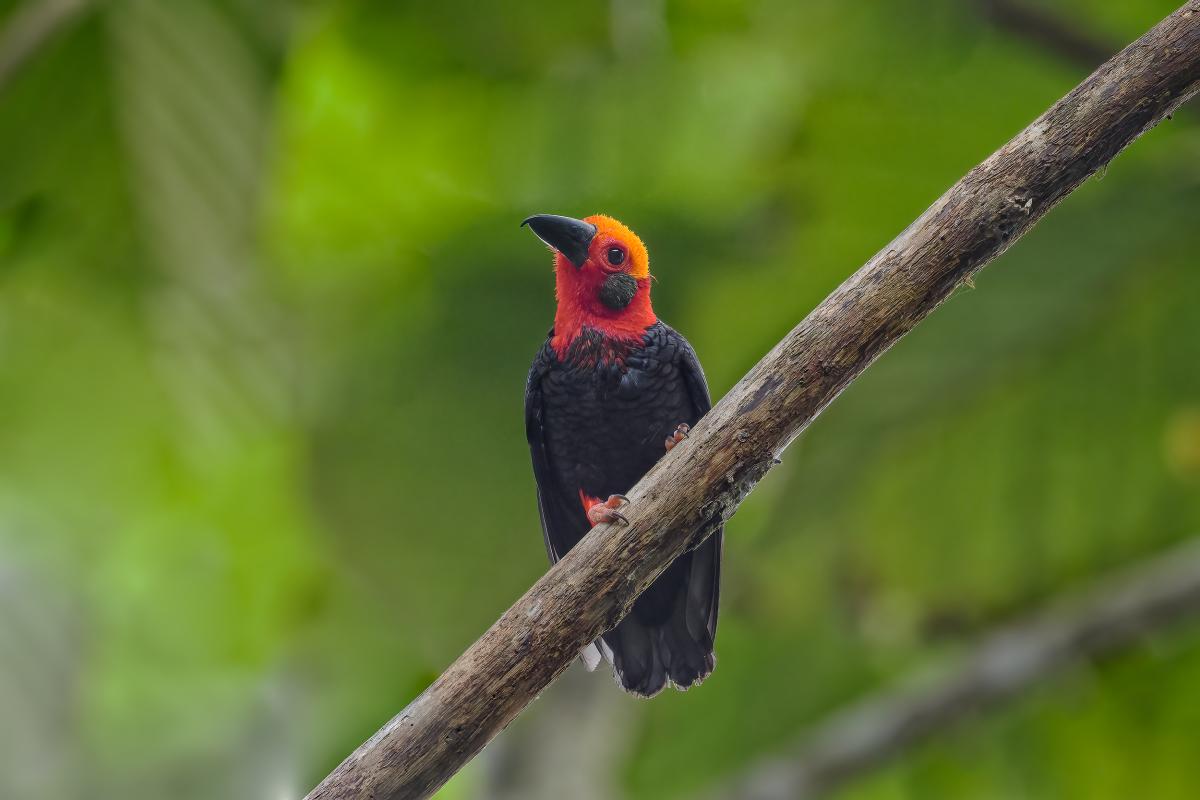 Bornean Bristlehead