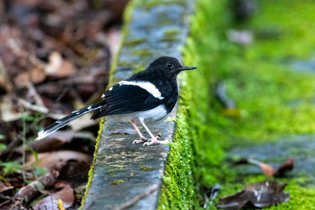 Bornean Forktail