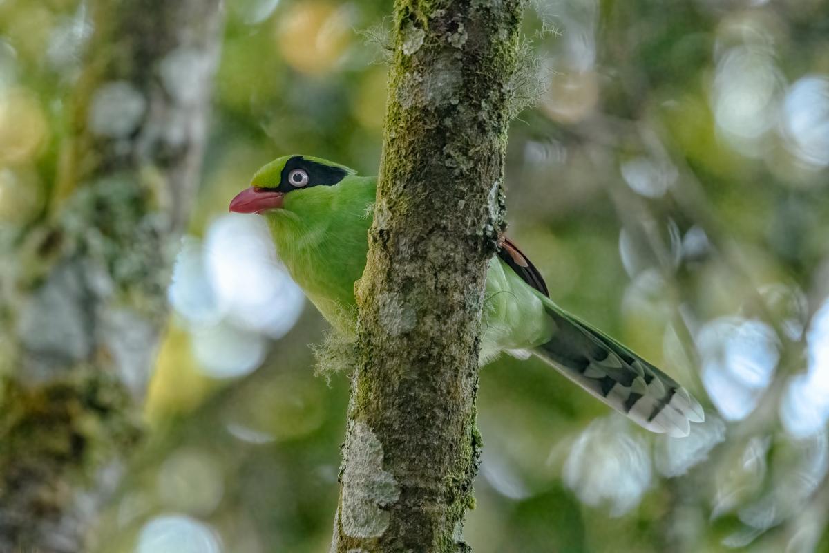 Bornean Green Magpie