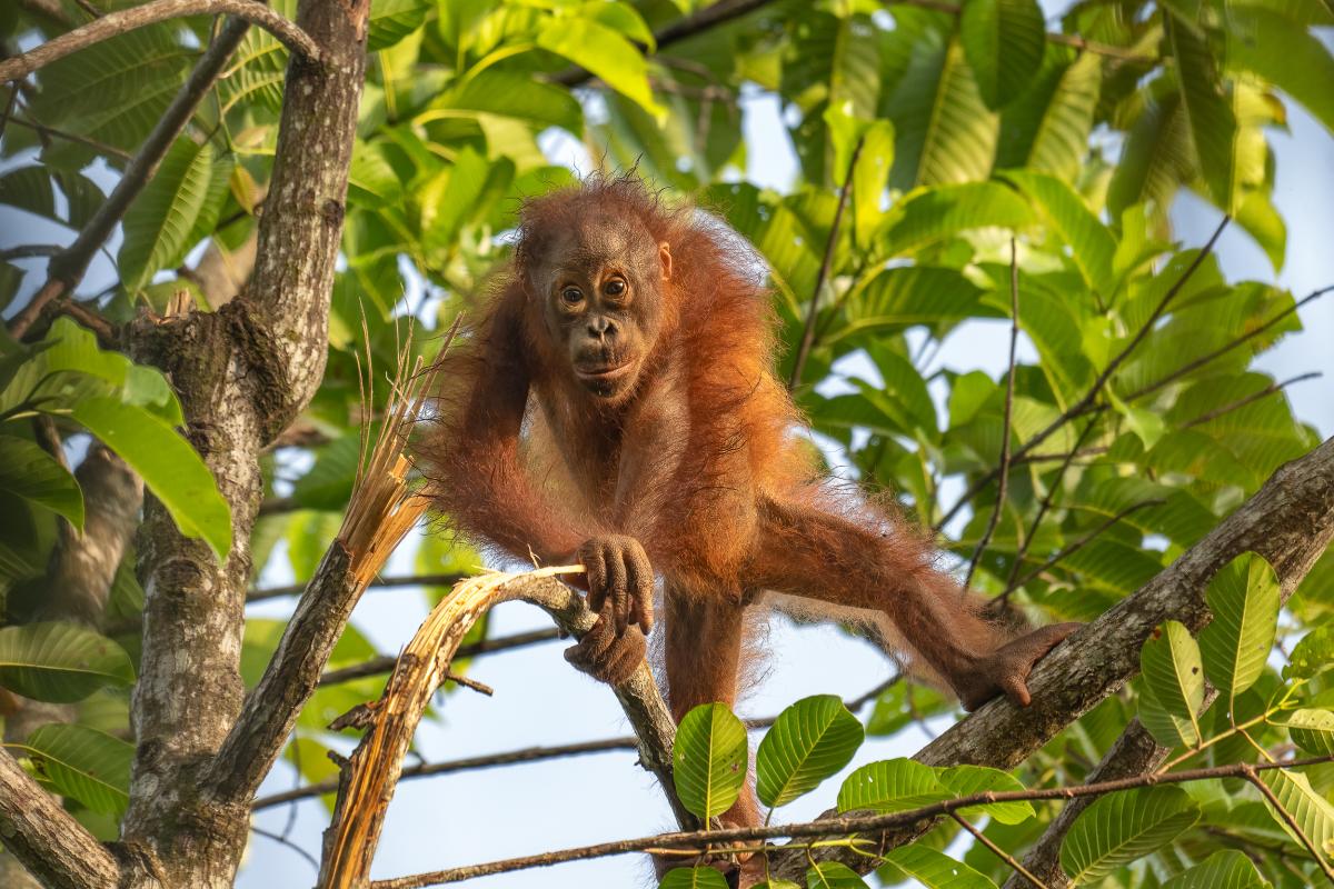 Bornean Orangutan