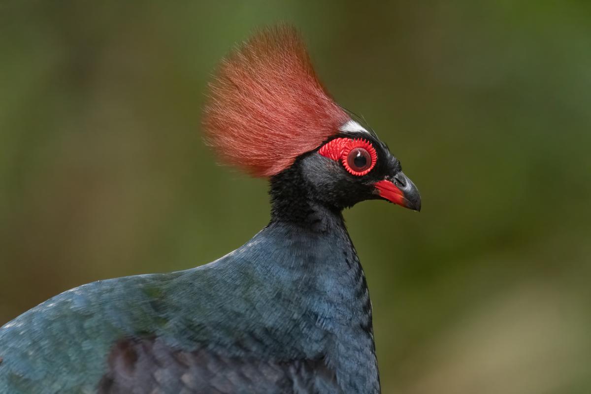 Crested Partridge