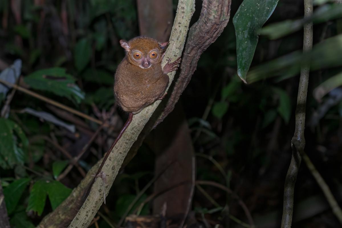 Bornean Tarsier