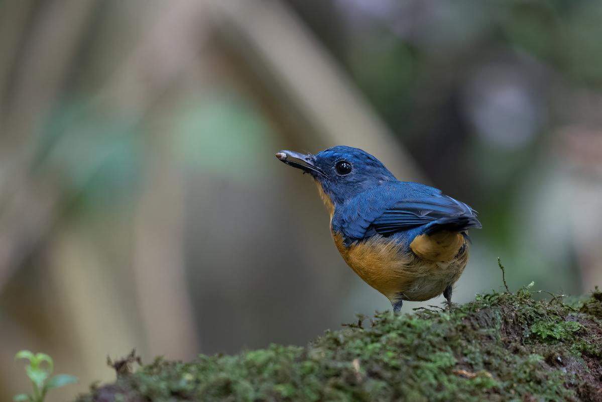 Dayak Blue Flycatcher