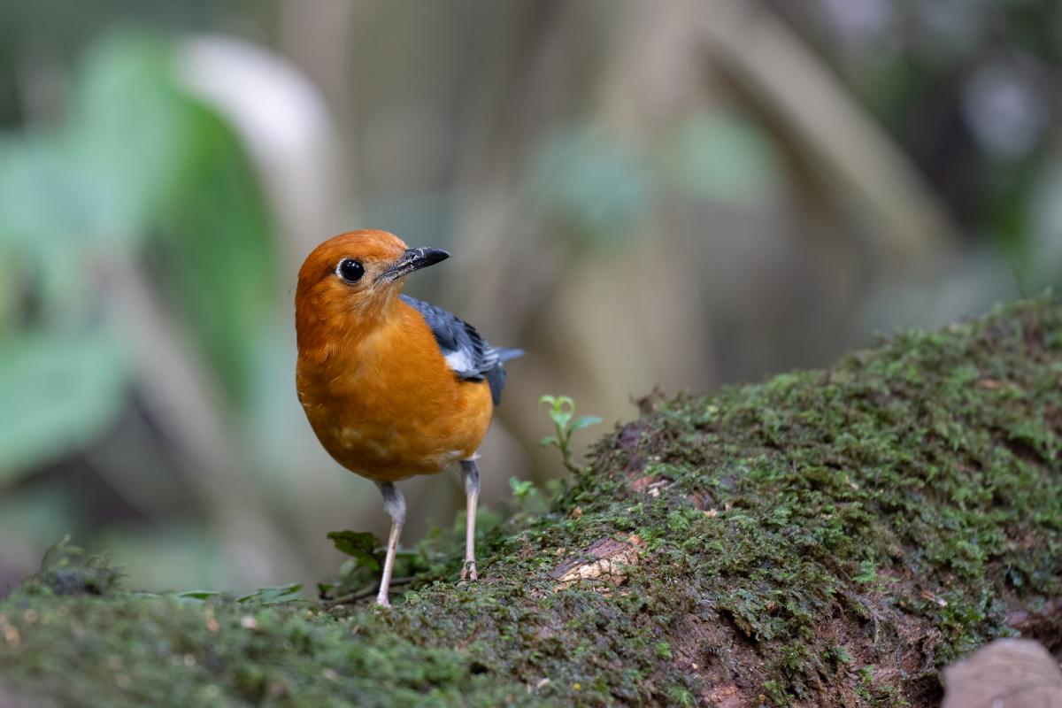 Orange-headed Thrush